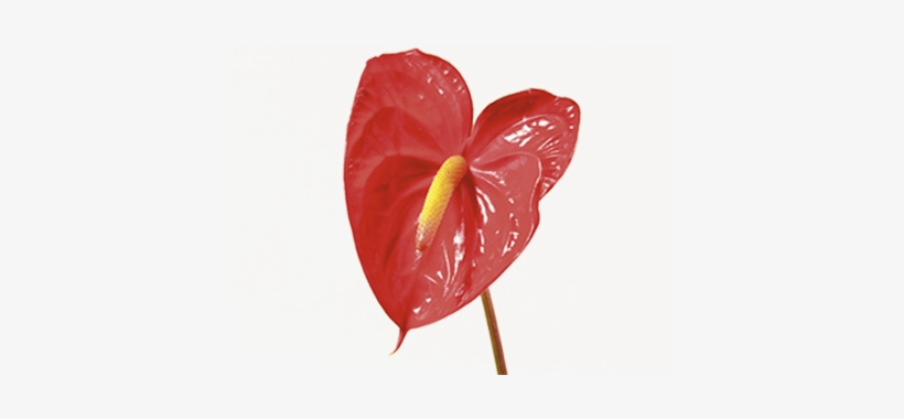 Anthurium - Anthurium Flower Png, transparent png download