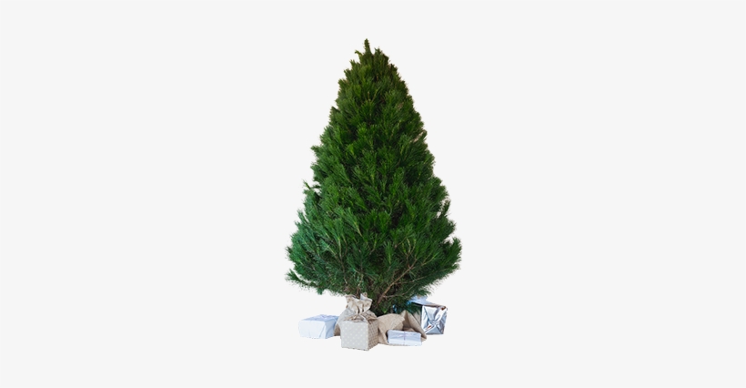 Small Tree - Pine Trees Cut Out, transparent png download