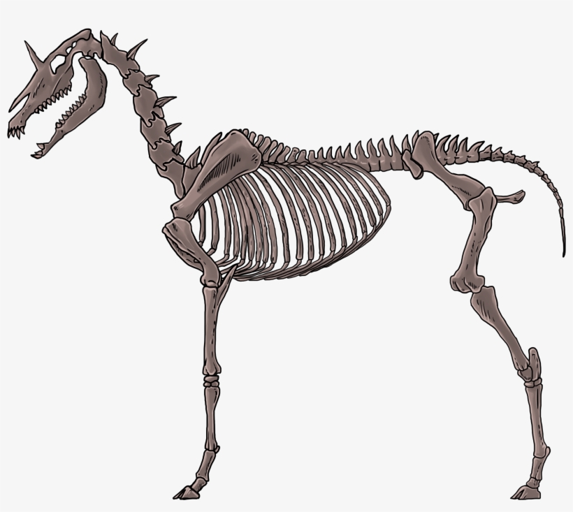 Thumbnail - Unicorn Skeleton Transparent, transparent png download