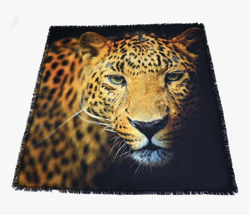 Leopard, transparent png download