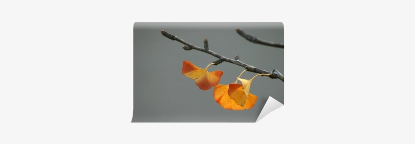 Maidenhair Tree, transparent png download