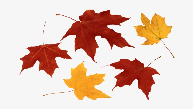 Png Free Library Carrot Clipart Leave - Leaf Fall Leaves Png, transparent png download