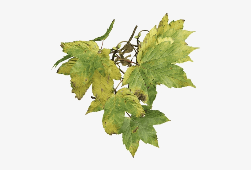 Sycamore Maple Fall - Sycamore Maple, transparent png download