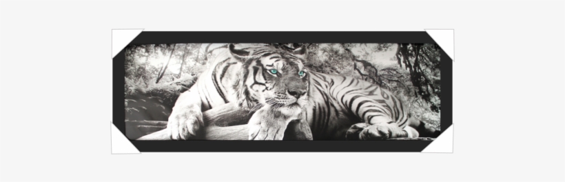 #620 - Poster Tijger Zwart Wit, transparent png download