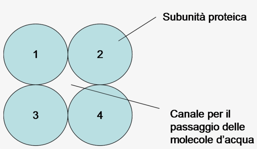 Acquaporina Subunità Porocanale - Diagram, transparent png download