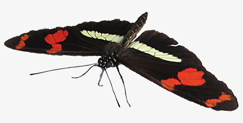 Moth, transparent png download