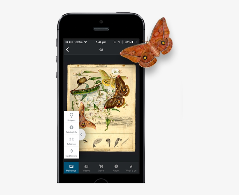 App Features - Emperor Moth, Opodiphthera Eucalypti, transparent png download