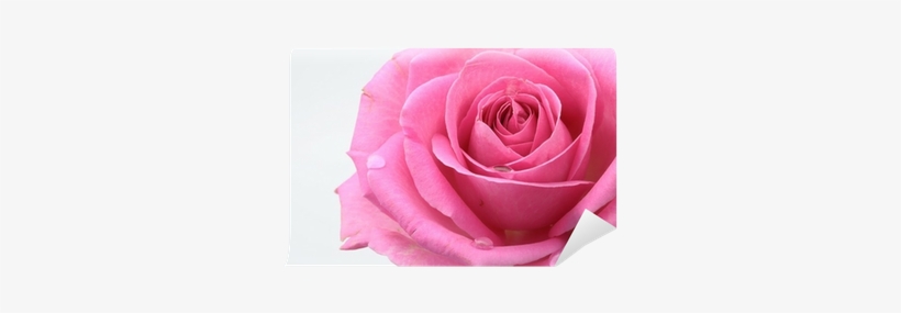 Garden Roses, transparent png download