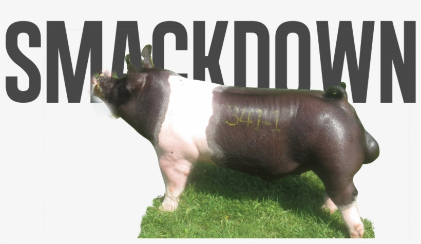 Smackdown - Domestic Pig, transparent png download