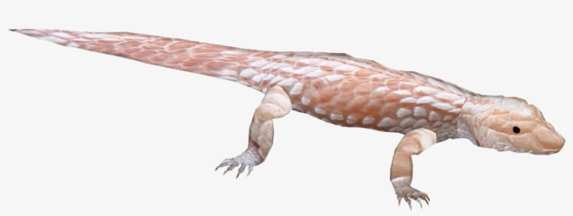 Blue-tongue Skink 4 - Alligator Lizard, transparent png download