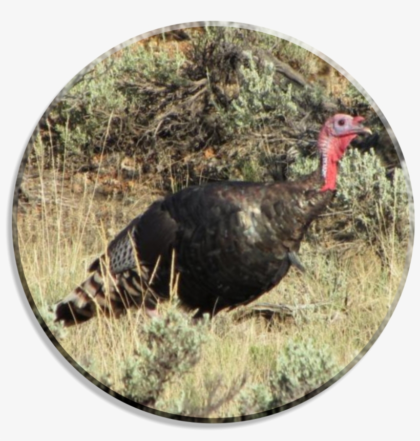 Colorado, transparent png download