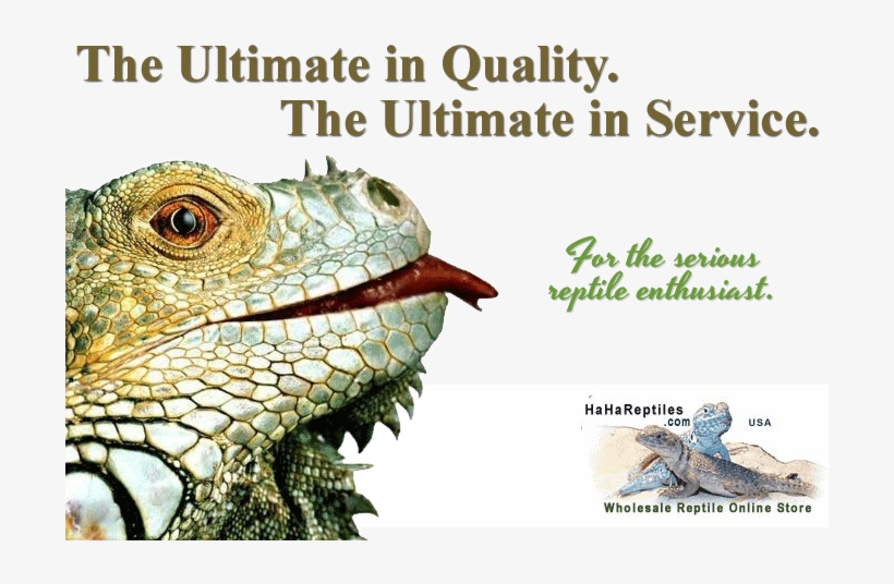Reptiles, Snakes, Turtles, Lizards, Tarantulas, Frogs, - Reptile City, transparent png download