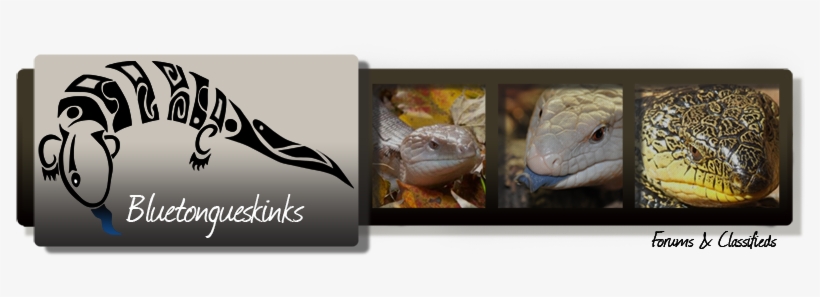 Blue Tongue Skinks - Halmahera, transparent png download