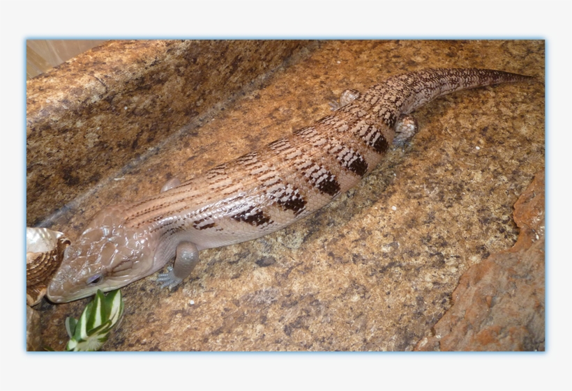 When Blue Tongue's Stick Out - Alligator Lizard, transparent png download