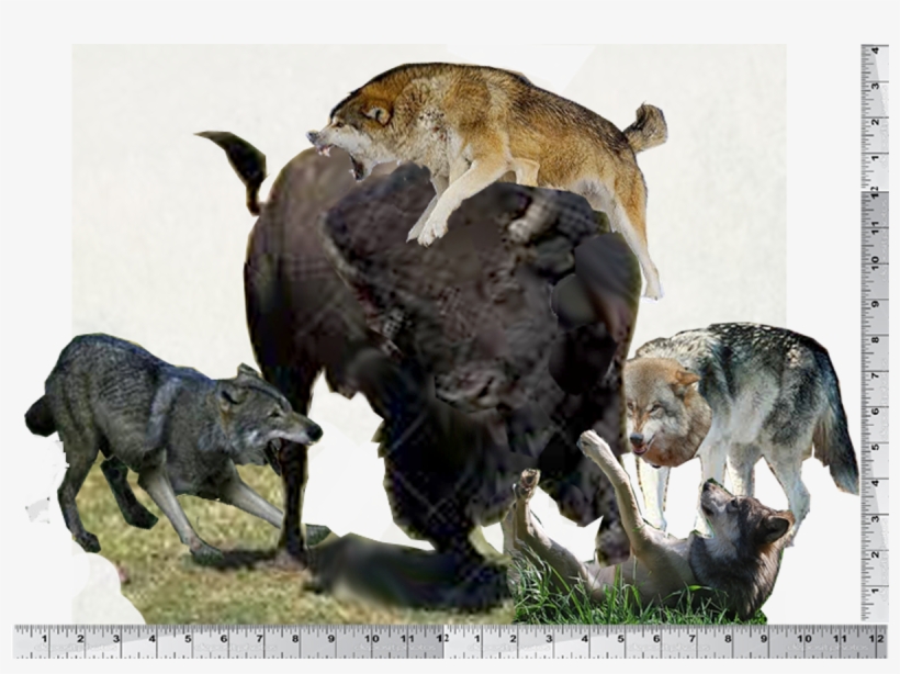 Bison Sculpture Assembly Copy - Eastern Timber Wolf, transparent png download