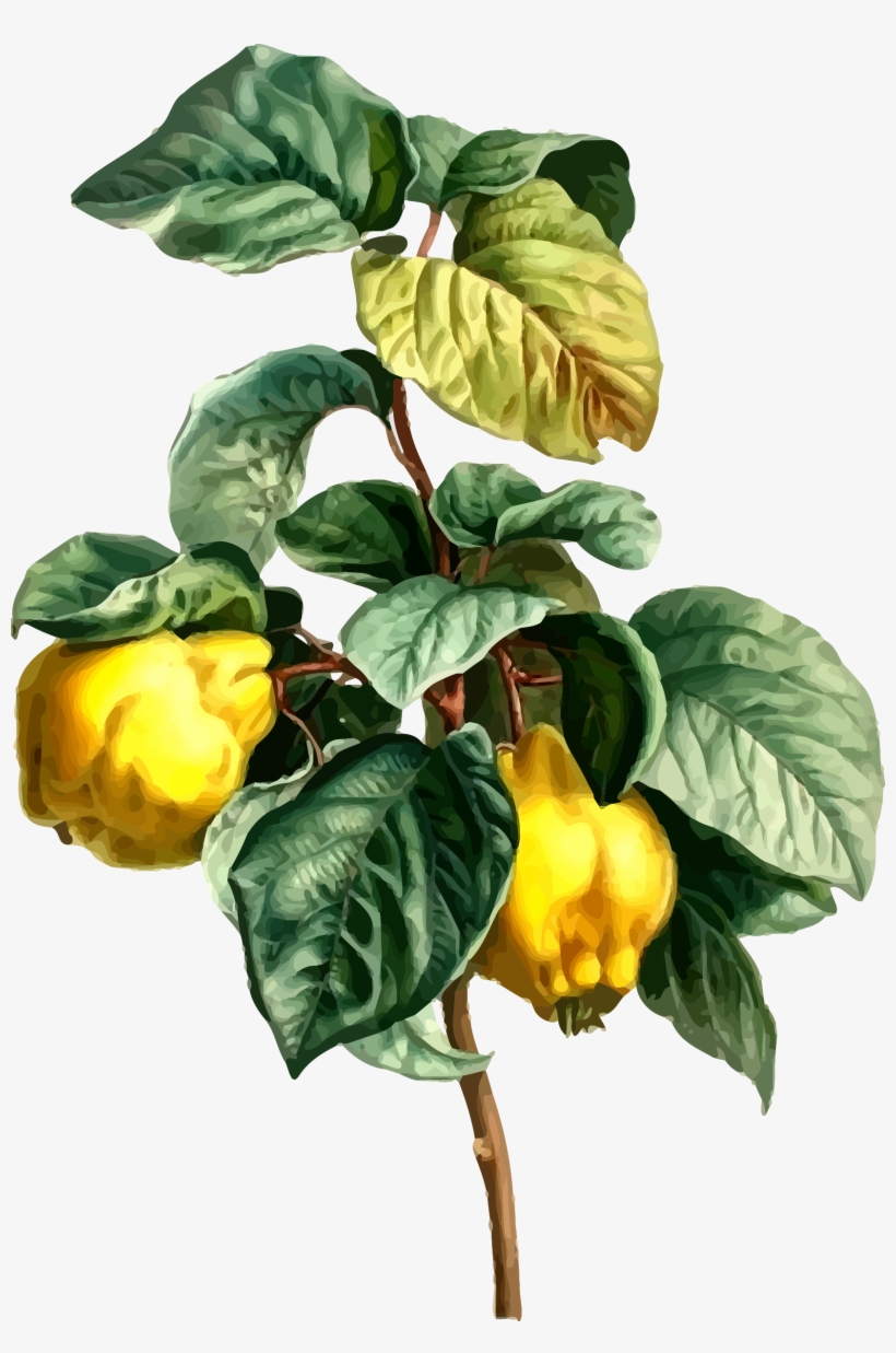 Clipart Quince Detailed V0lldg Clipart - Quince Tree Clipart, transparent png download