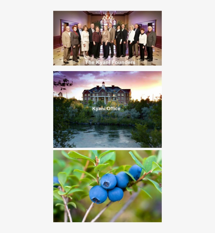 Kyäni Began With Three Founding Families Who Achieved - European Blueberry, transparent png download