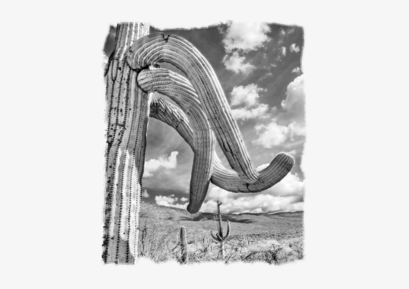 Monochrome, transparent png download