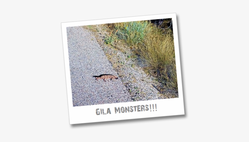 Ride Around Saguaro National Park - Geek, transparent png download