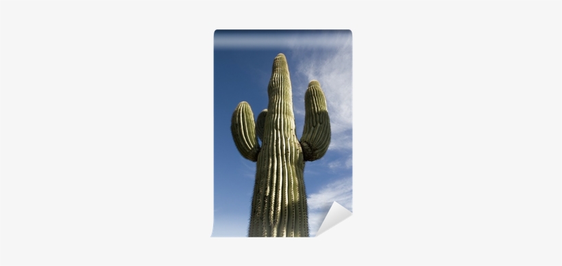 Hedgehog Cactus, transparent png download