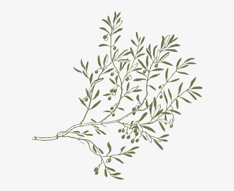 Go To Image - Olive Branch Clipart, transparent png download