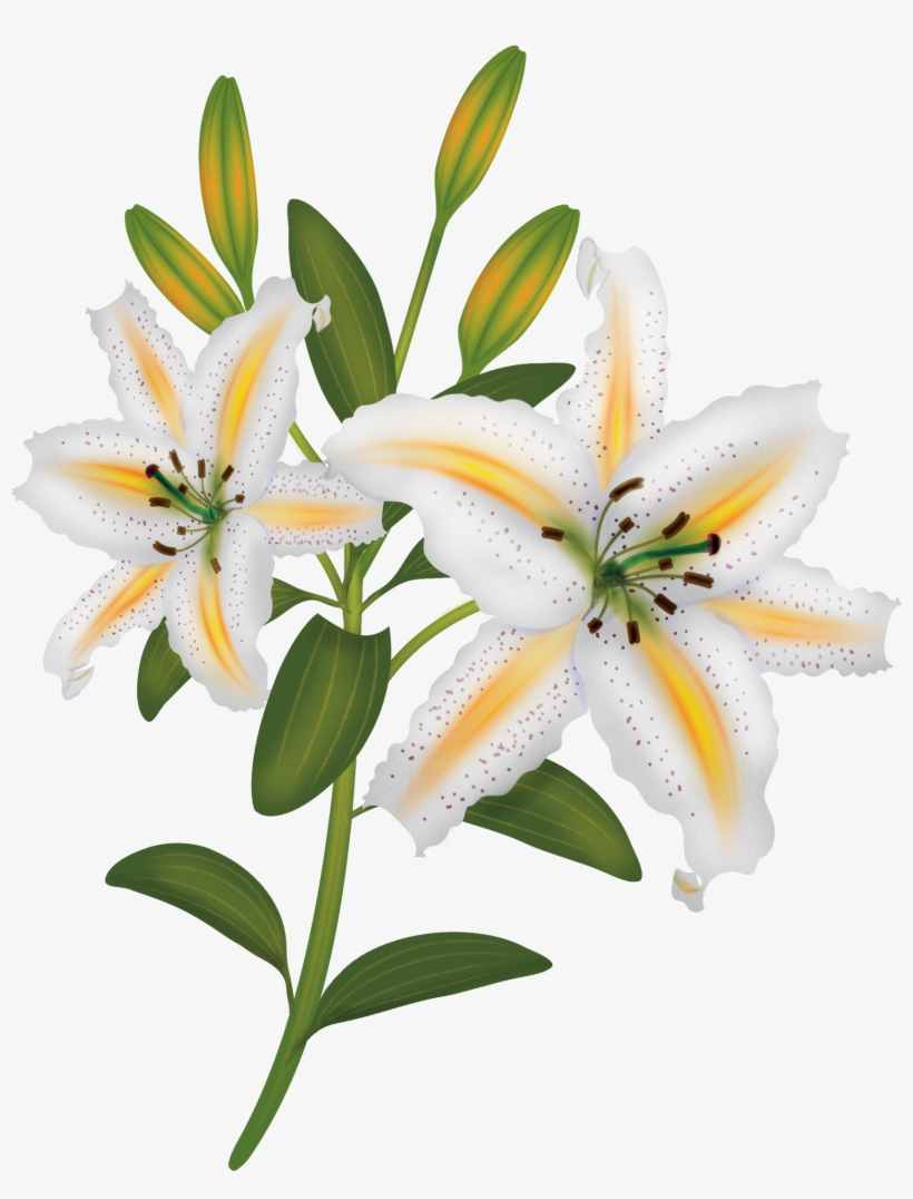 Flowers - Лилии На Прозрачном Фоне, transparent png download