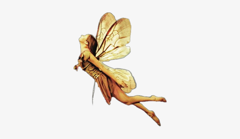 Report Abuse - Fairy, transparent png download