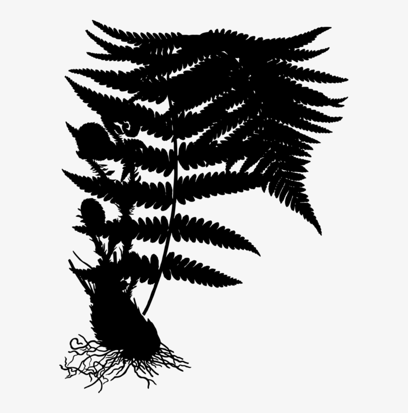 Fern Floral Plants Plant Curlicue Png Image And Clipart - Dryopteris Filix Mas, transparent png download
