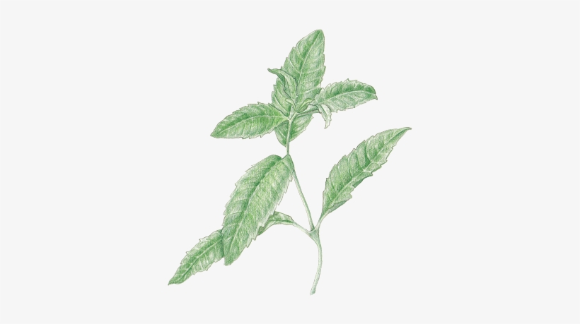 Verbena,lemon - Lemon Beebrush, transparent png download