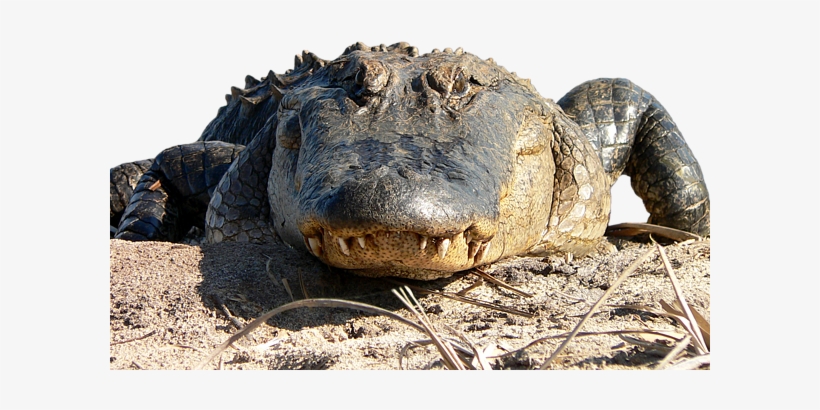 Click And Drag To Re-position The Image, If Desired - Alligator Art, transparent png download