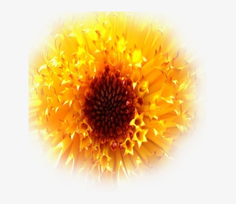 8 Trim Images - African Daisy, transparent png download