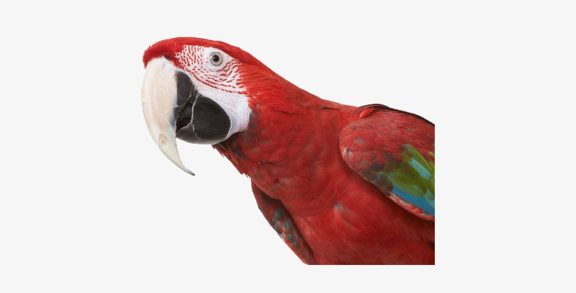 Subscribe - Green Winged Macaw, transparent png download