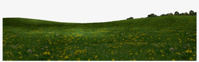 Grass Field Png Download - Field, transparent png download