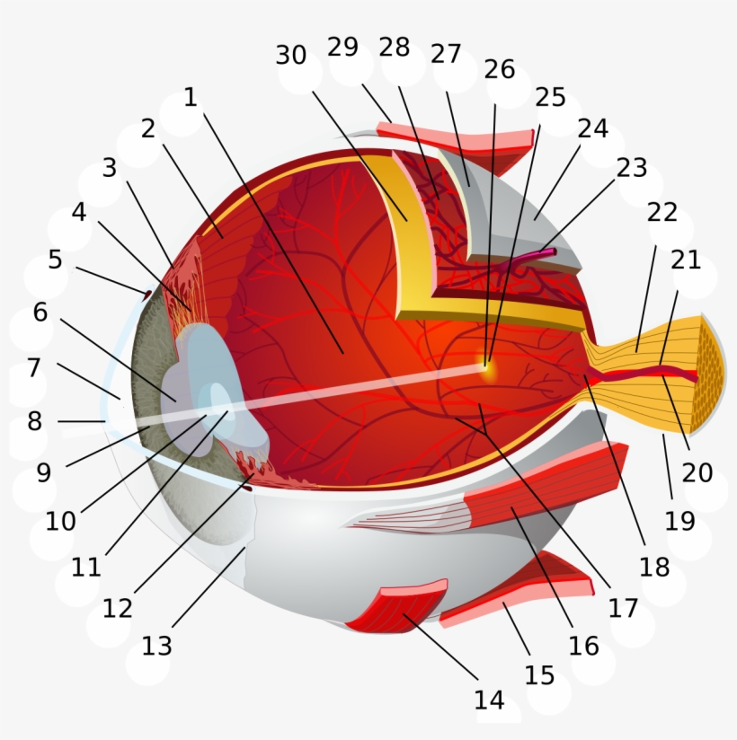 Eye-diagram No Circles Border - Complete Anatomy Of The Eye, transparent png download