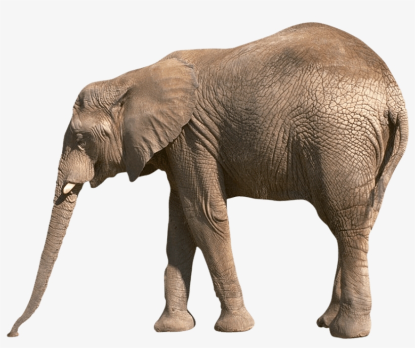 Free Png Elephant Png Images Transparent - Reading Comprehension About Animals For Grade 3, transparent png download