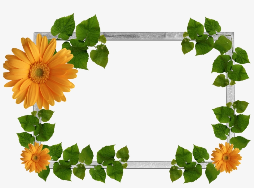 Leaf Frame Png Photos - Farxada Nolosha, transparent png download