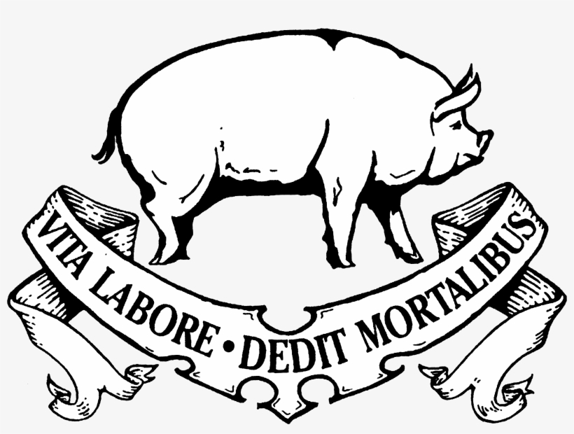 Images For Pig Head Line Drawing - Hyperion Public, transparent png download