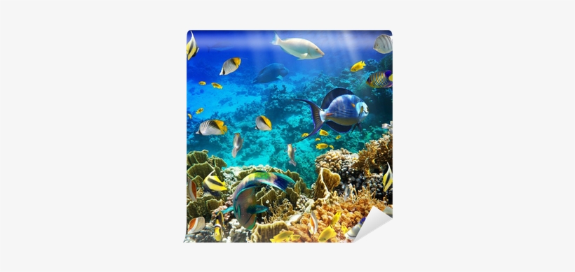 Poster: Irochka's Photo Of A Tropical Fish, transparent png download