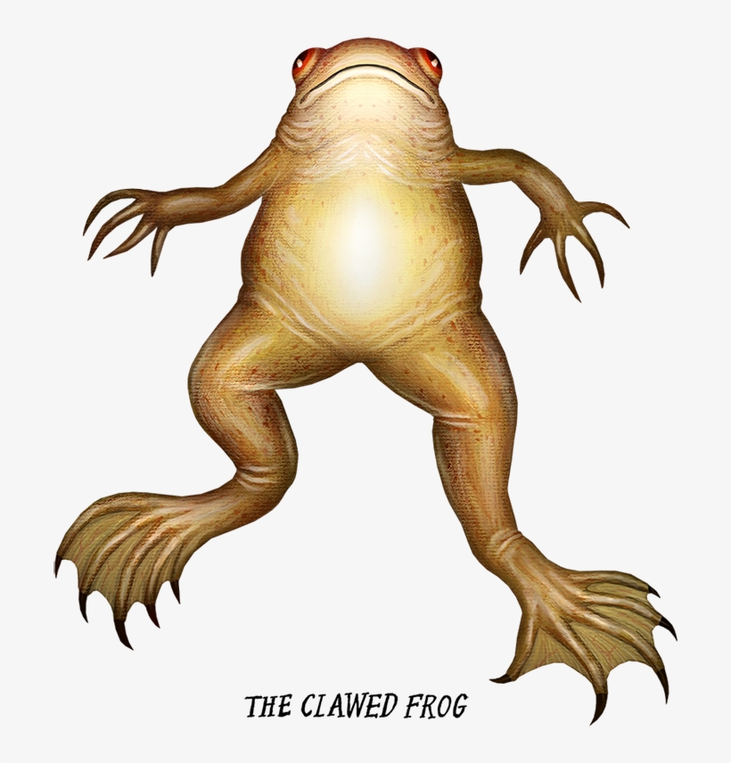 Frog, transparent png download