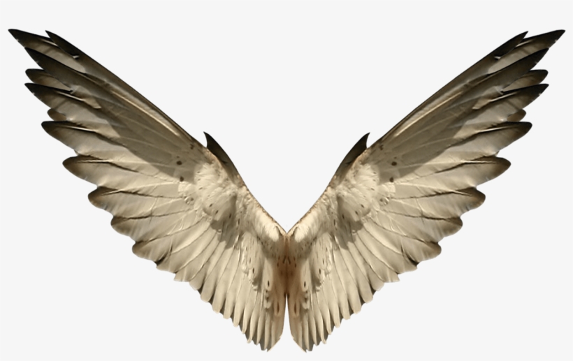 Asas Png Deviantart, transparent png download