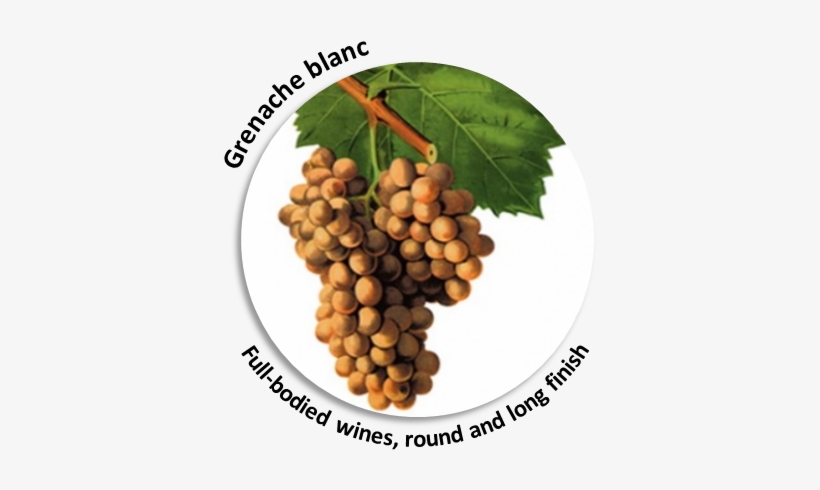 90% Of The Wine-making Process Secrets And Results - Grenache Blanc Cepage, transparent png download