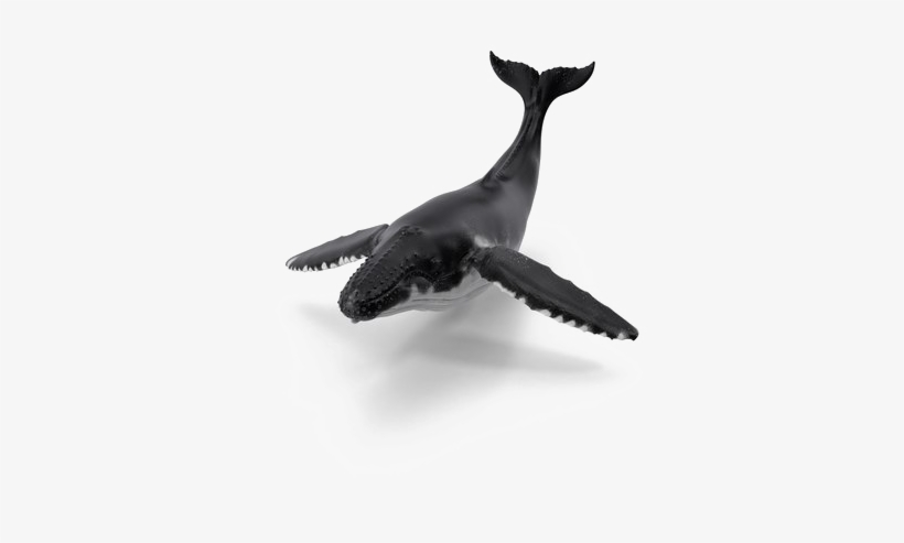 Whale Png Image With Transparent Background - Portable Network Graphics, transparent png download