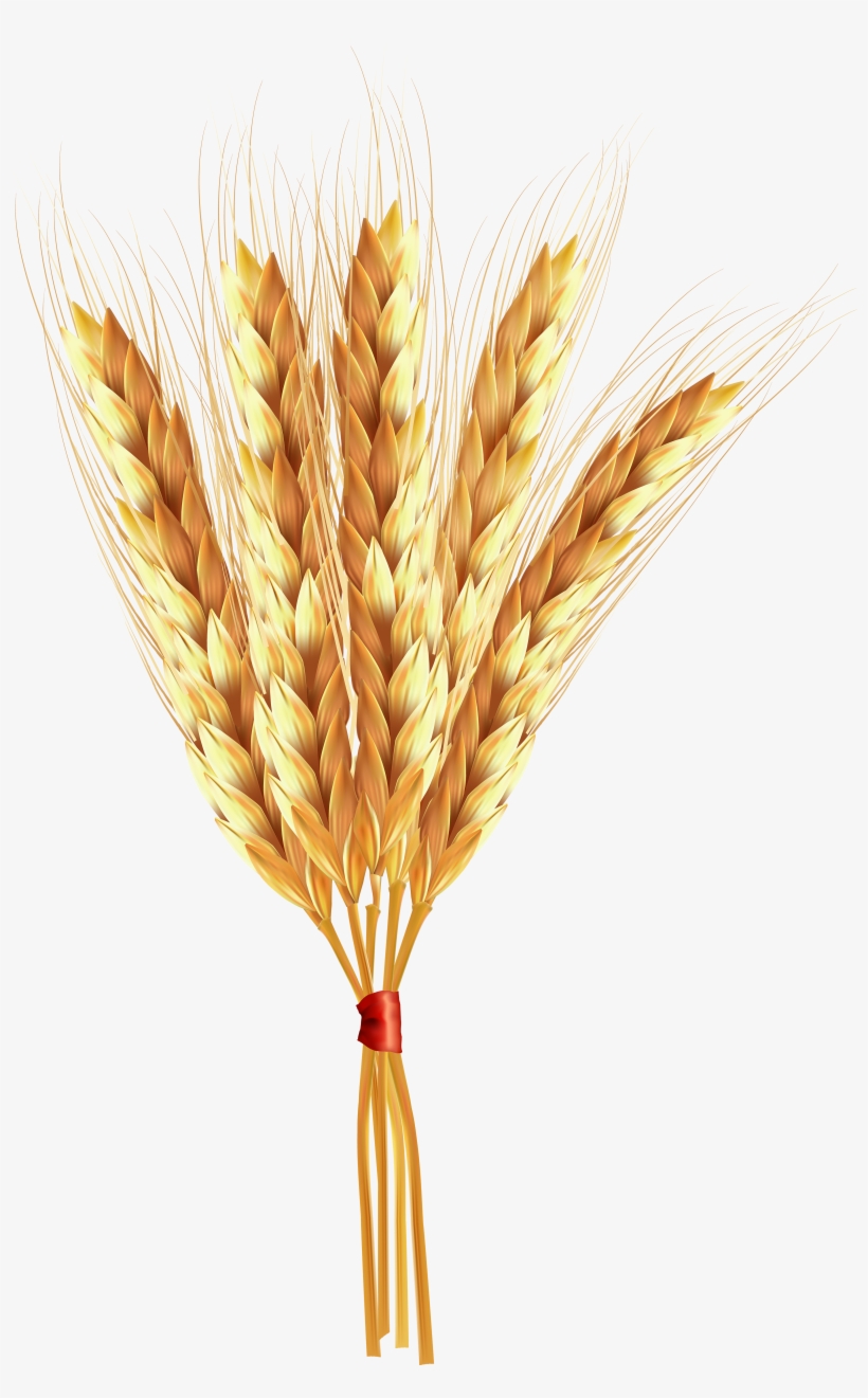 View Full Size, transparent png download
