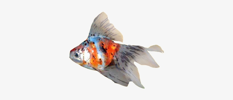 Fancy Goldfish - Goldfish, transparent png download