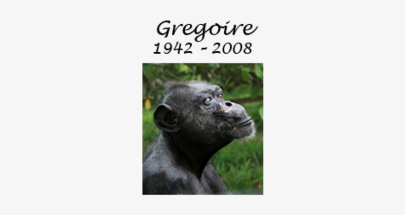 Gregoire - Oldest Chimpanzee In The World, transparent png download