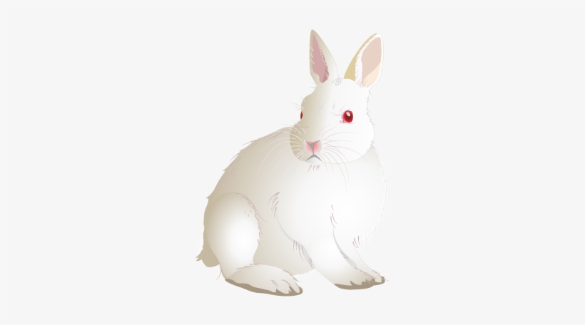 201408 Rabbit - Domestic Rabbit, transparent png download