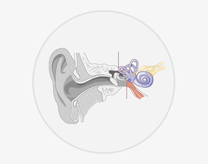 Hearing Loss - Internal Structure Of Ears, transparent png download