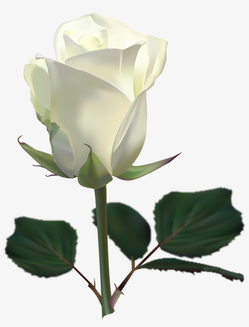 White Rose Images Download, transparent png download