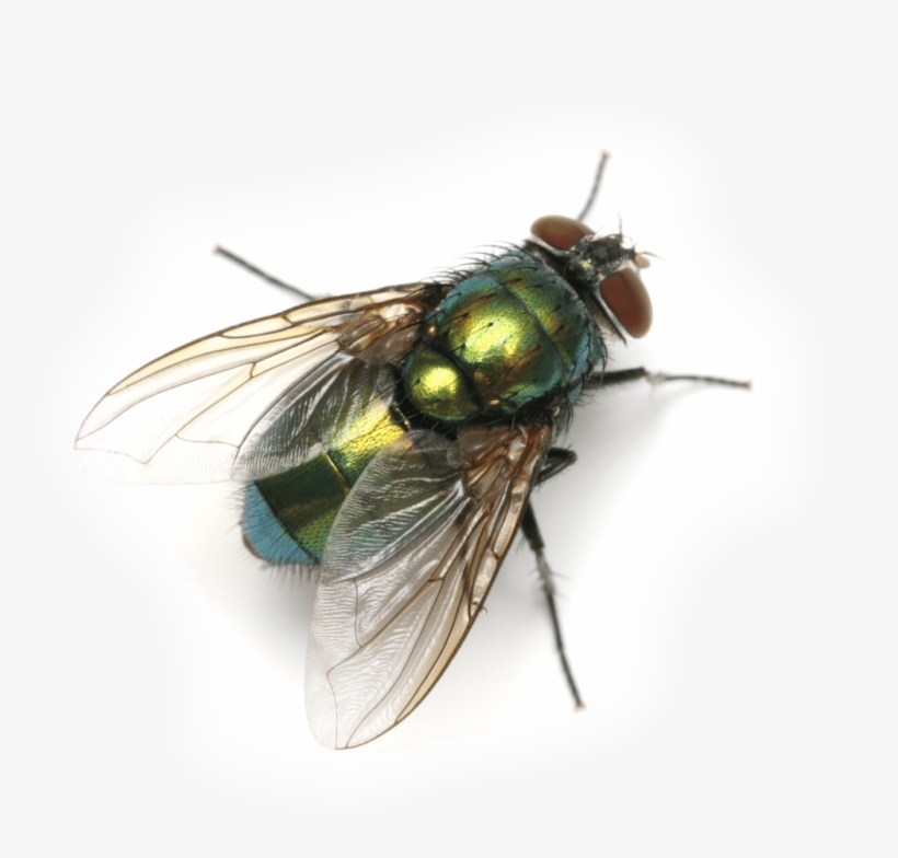 Insect Definition, transparent png download
