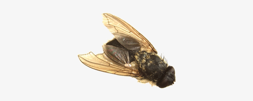 Standard Housefly, But Is Slightly Bigger - House Fly, transparent png download